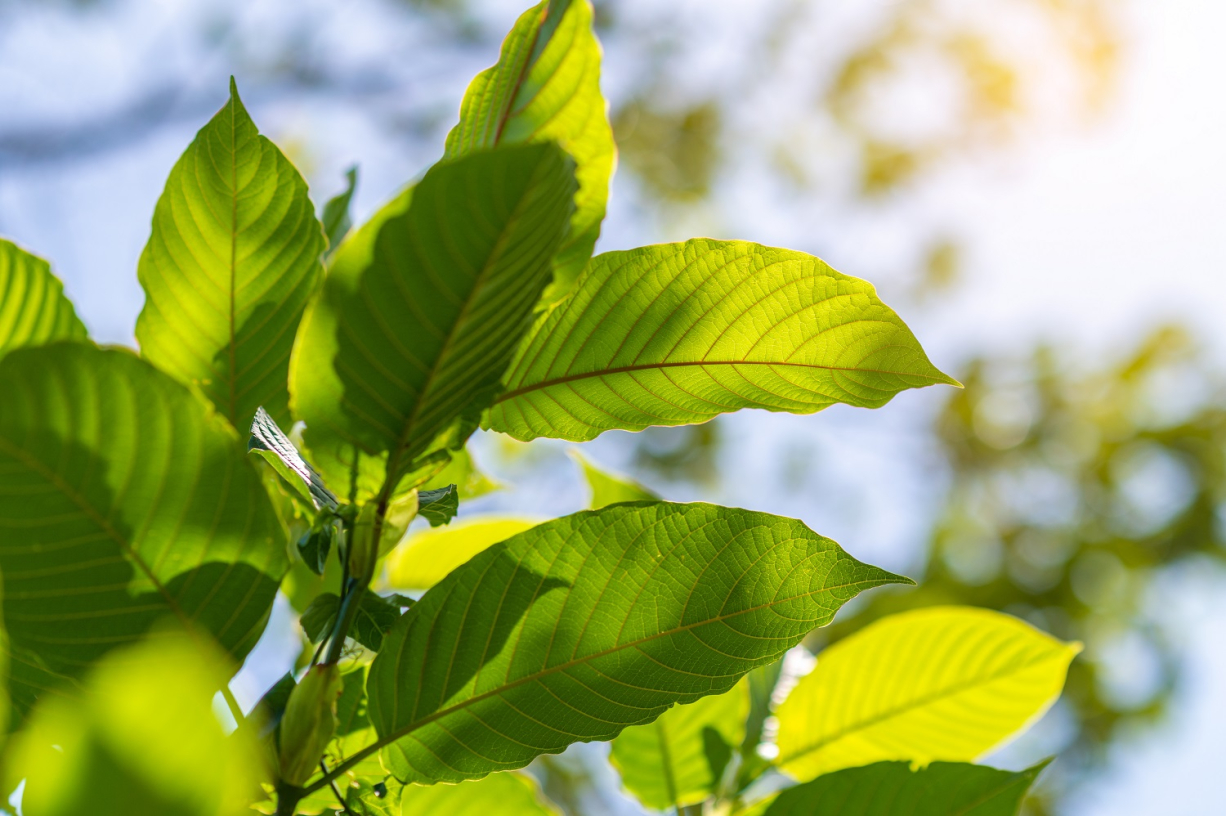 Kratom Introduction: Everything You Need to Know About Kratom