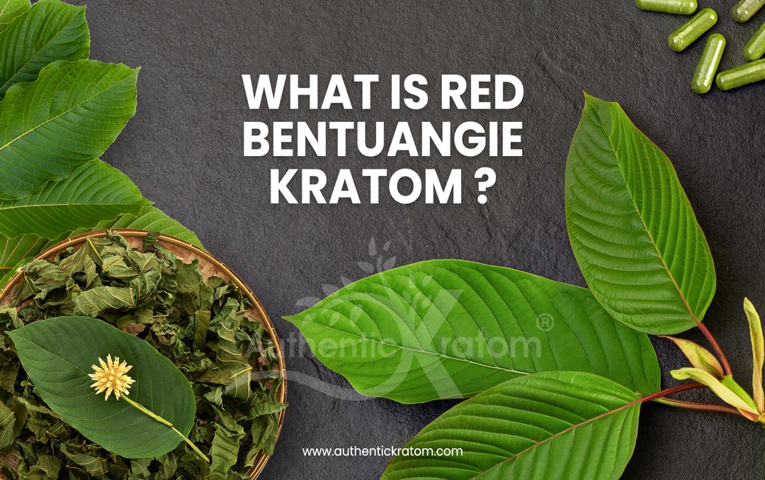 Red Bentuangie Kratom Powder: Origin, Effects, and Usage