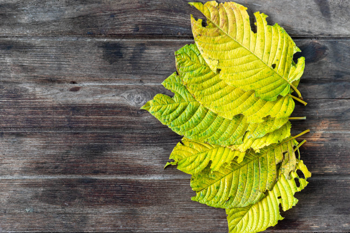 green leaves kratom mitragyna speciosa