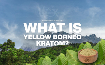 Borneo Yellow Vein Kratom - What you need to know
