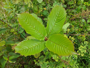 https://www.authentickratom.com/education/growing-kratom-at-home-complete-guide