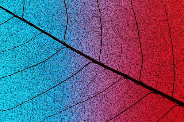 Understanding The Kratom Colors