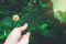 green kratom leaves