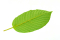 kratom leaf