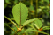mitragyna speciosa kratom plant