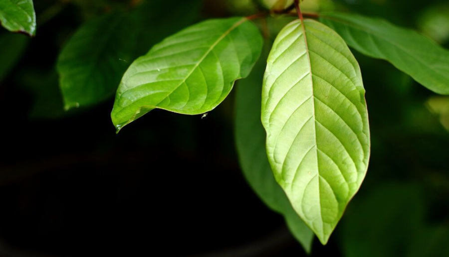 7 Common Kratom Myths And Controversies