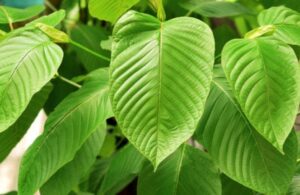 kratom plant in Tennessee