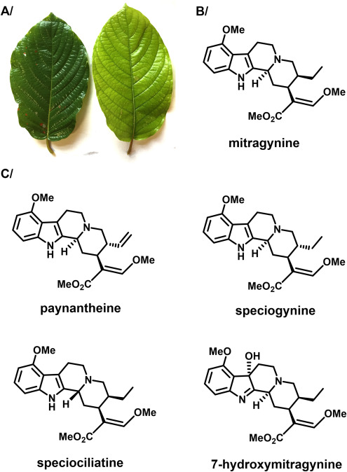 best kratom alkaloids