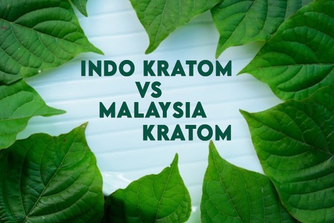 Indo Kratom Vs. Malaysia Kratom - 5 Major Differences You Should Certainly Know