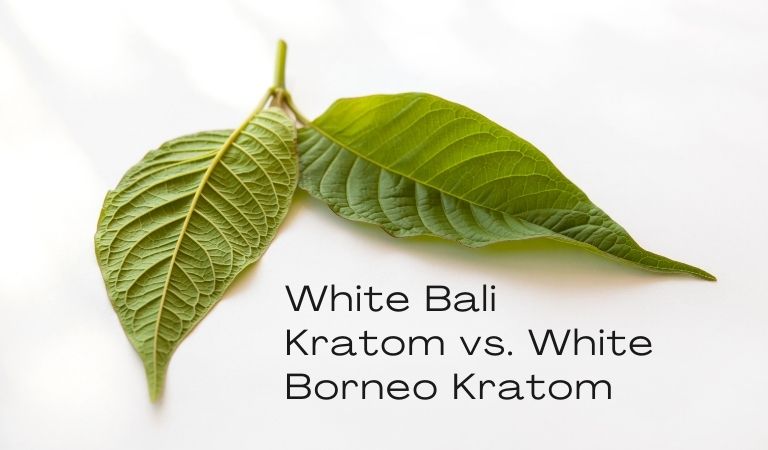 White Bali Kratom vs. White Borneo Kratom