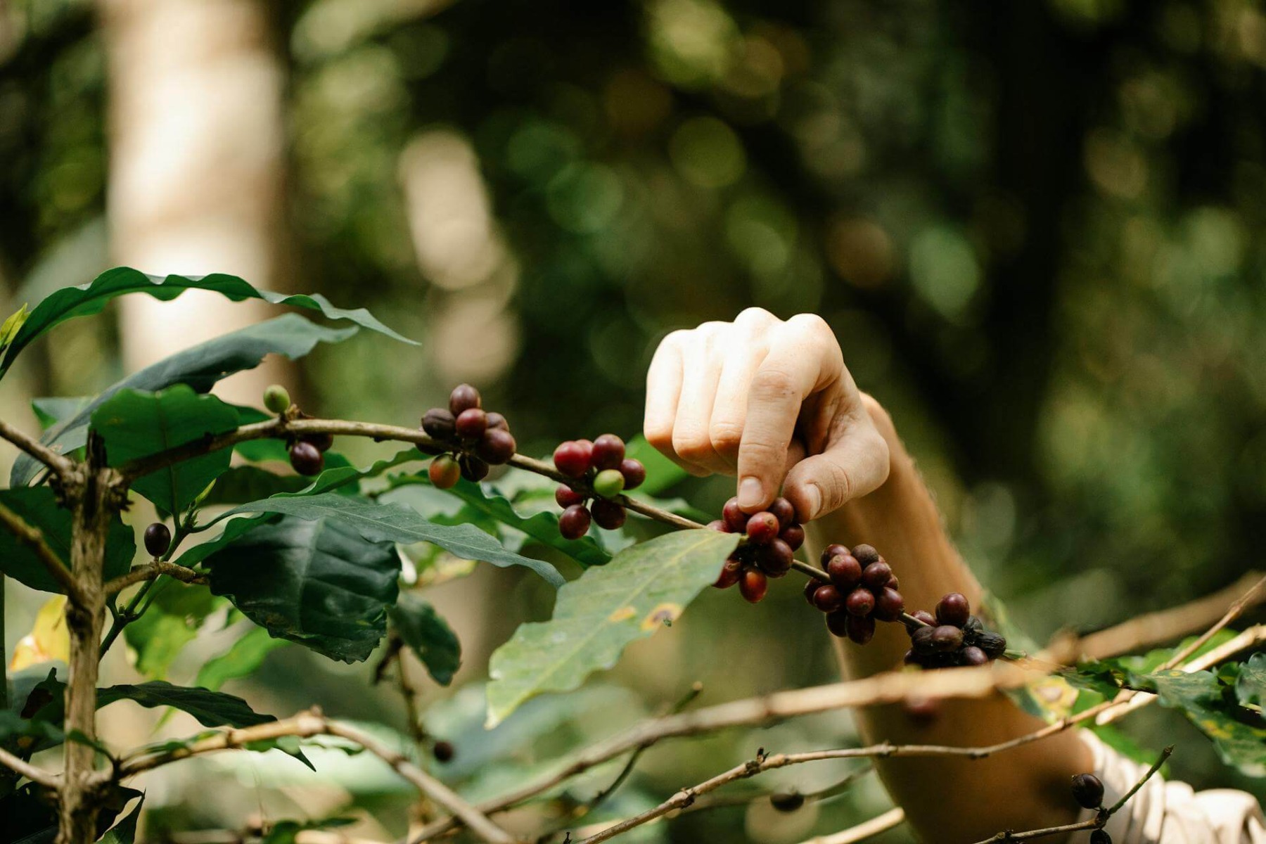 Crop farmer picking arabica coffee berries from plant in countryside