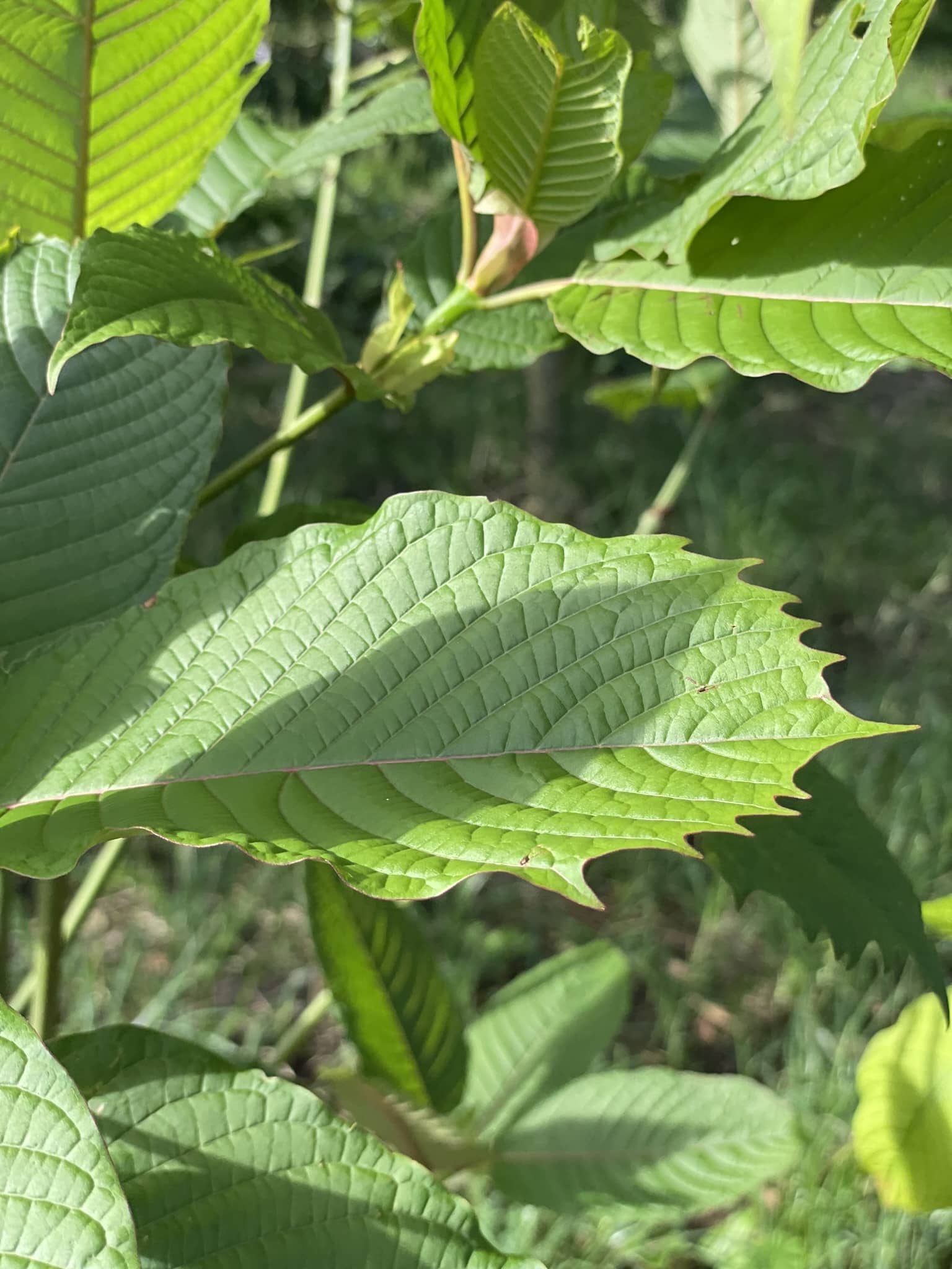 Green Thai Maeng Da Kratom Leaf - It is Fresh. Buy today