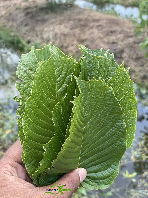 Horned Leaf Maeng Da Kratom