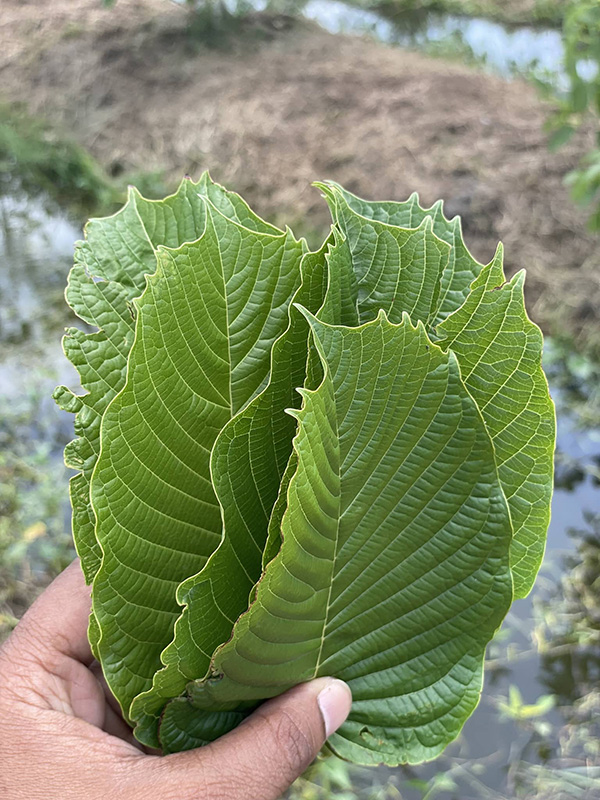 Maeng Da Kratom Leaf from Thailand