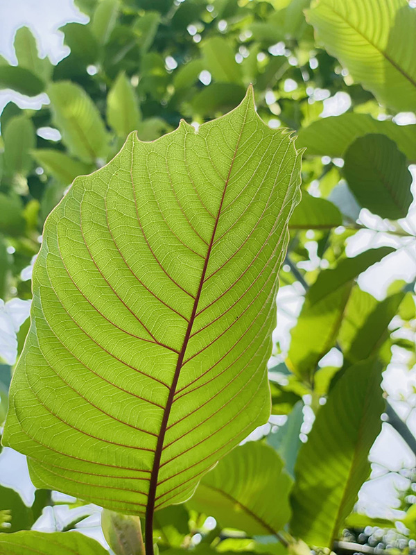 Red Thai Maeng Da Kratom Leaf: Thailand 