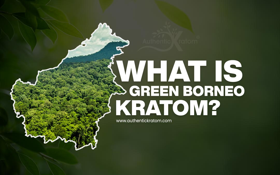 Borneo Green Vein Kratom Powder - the effects & benefits