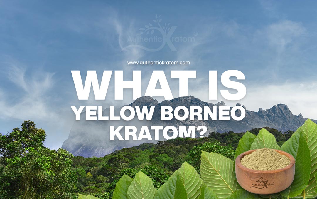 Borneo Yellow Vein Kratom - the effects & benefits